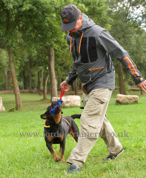 Best dog training equipment